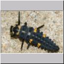 Marienkaeferlarve - Coccinella septempunctata 01a.jpg